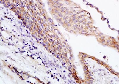 Phospho-PBP (Ser153) Rabbit Polyclonal Antibody